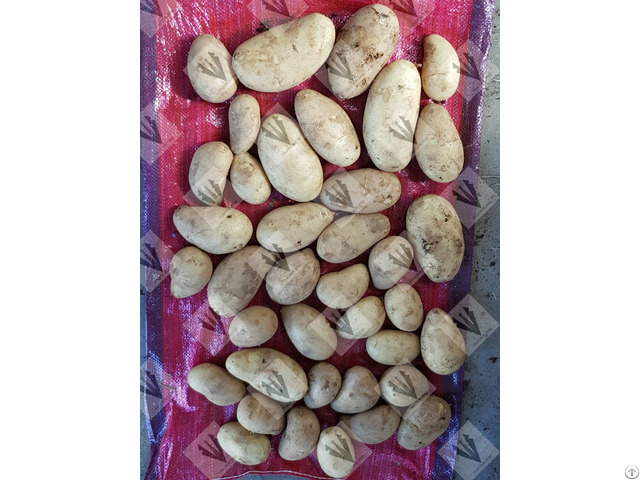Egyptian Potato