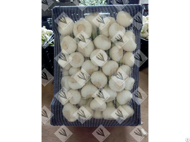 Fresh White Garlic