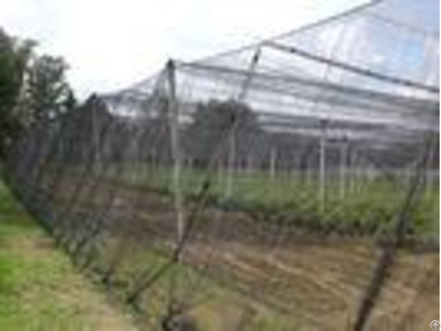 High Tensile Strength Insect Netting For Greenhouse Black 0 6 0 6mm Iso 9001