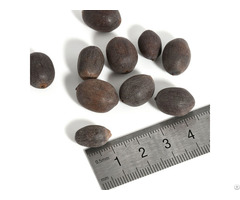 Black Lotus Seeds Nuts