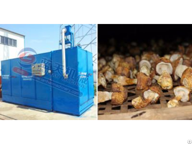 Agaricus Blazei Murrill Dryer Machine