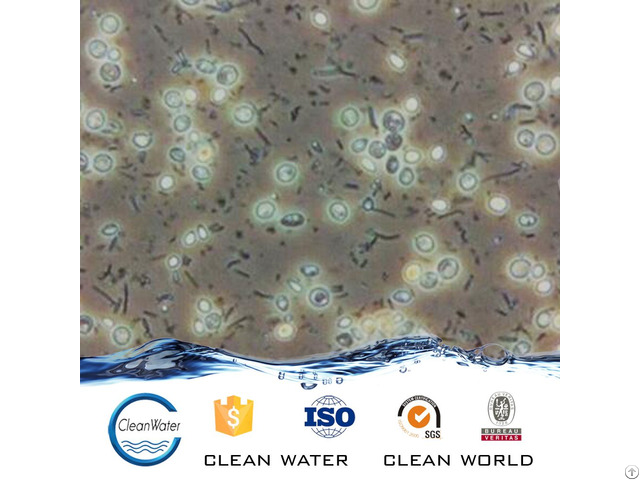 Anaerobic Bacteria Agent