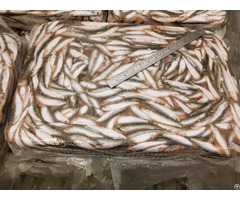 Baltic Sprat Wr