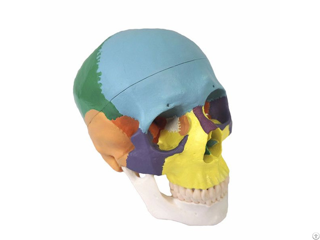 Life Size Pvc Human Colored Skull Bone Skeleton Anatomical Model 22 Parts