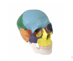 Life Size Pvc Human Colored Skull Bone Skeleton Anatomical Model 22 Parts