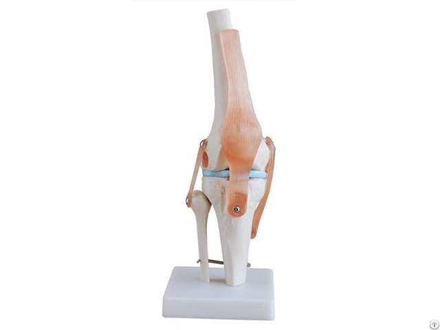 Life Size Pvc Knee Joint Bone Skeleton Muscle Anatomical Medical Teaching Model