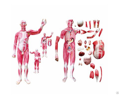 Life Size Whole Body Human Muscled Anatomical Medical Training Model 29 Parts