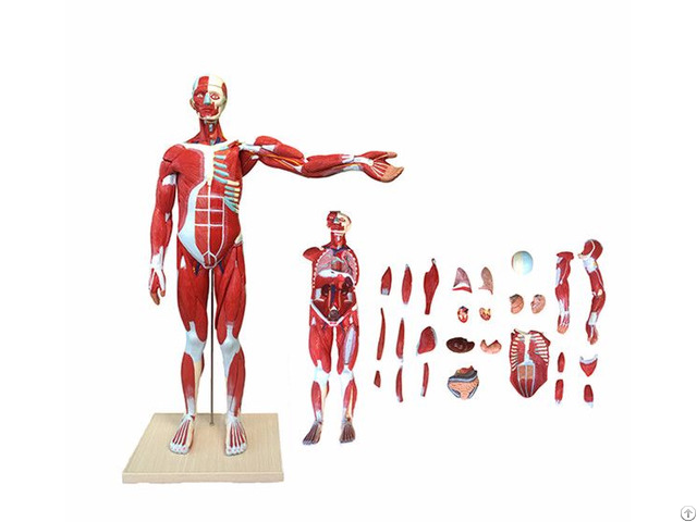 Median Whole Body Human Muscled Anatomical Model 27 Parts