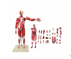 Median Whole Body Human Muscled Anatomical Model 27 Parts