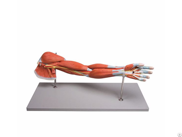 Human Upper Limb Arm Muscled Anatomical Model 7 Parts