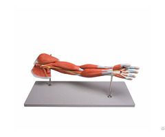 Human Upper Limb Arm Muscled Anatomical Model 7 Parts
