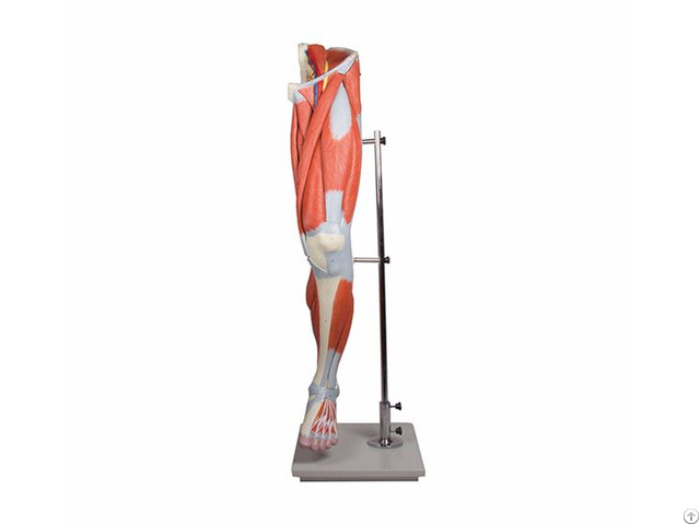 Human Lower Limb Leg Muscled Anatomical Model 13 Parts