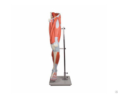 Human Lower Limb Leg Muscled Anatomical Model 13 Parts