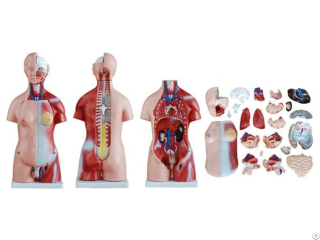 45cm Various Specifications Unisex Medical Torso Model For Education And Teaching