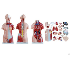 45cm Various Specifications Unisex Medical Torso Model For Education And Teaching