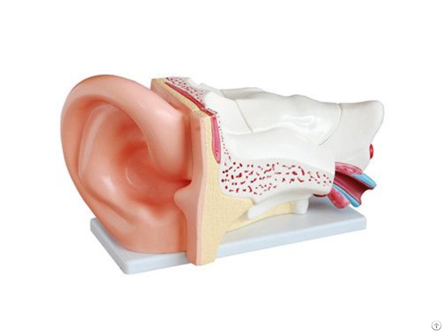 New Style Professional Giant Ear Model Anatomy Wholesale