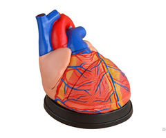 Life Size New Style Jumbo Heart Model Anatomy For Medical Teaching Wholesale