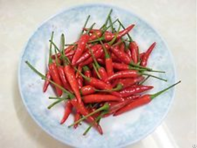 Fresh Long Chili With High Quality And Best Price