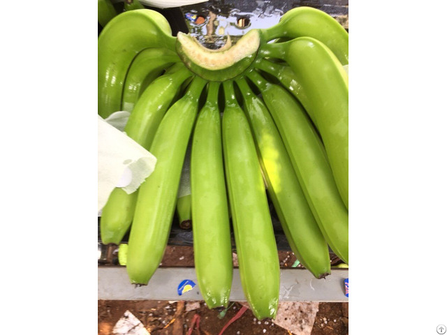 Vietnam Fresh Green Cavendish Bananas