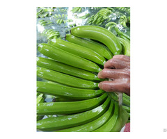 Fresh Cavendish Banana From Viet Nam