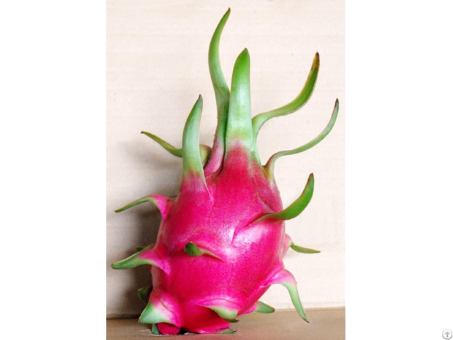 Fresh Dragon Fruit From Viet Nam