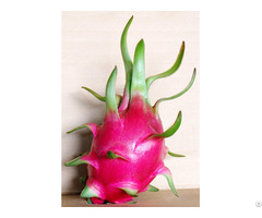 Fresh Dragon Fruit From Viet Nam