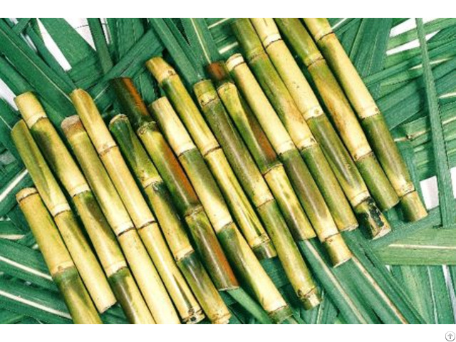 Sugarcane From Cuulong Delta