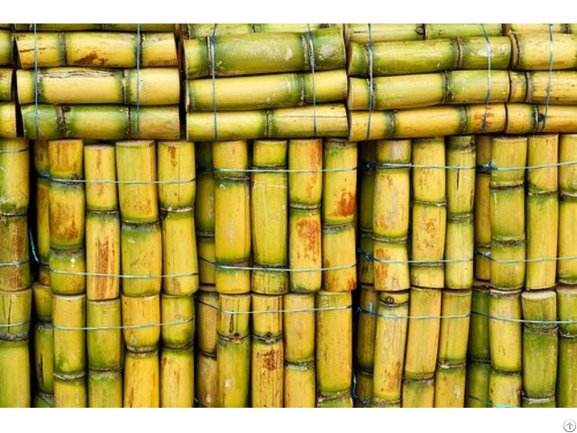 Fresh Frozen Sugarcane