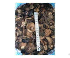 Armillaria Wild Mushrooms In Brine With Good Qulity