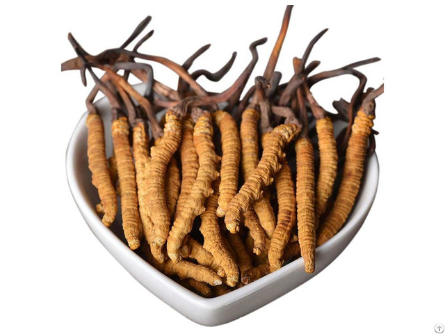 Cordyceps Sinensis Powder