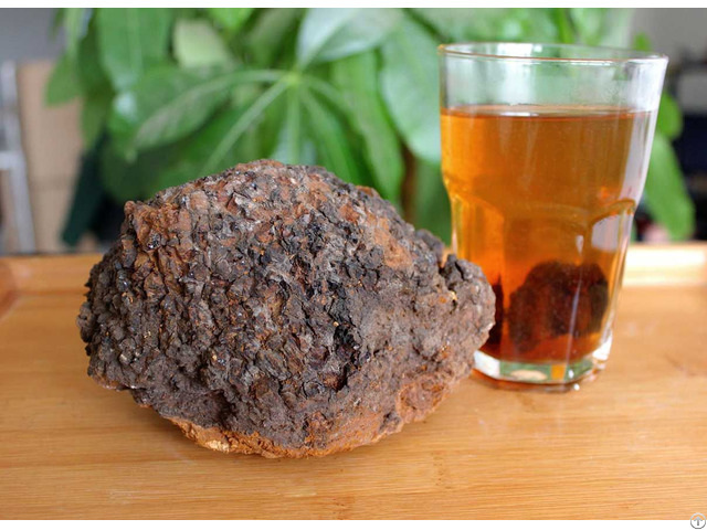 Chaga Mushroom Extract