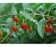 Wolfberry Extract For Sale