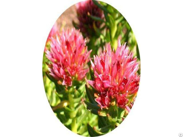 Rhodiola Extract Solvent Extraction